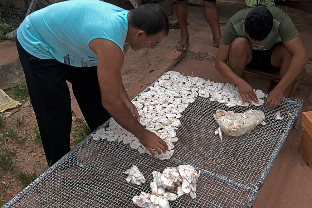 imagem do grude da pescada na Reserva Extrativista Mãe Grande de Curuçá