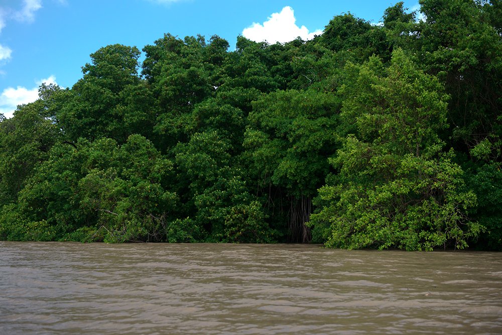  mangue paraense nas Reservas Extrativistas Maracanã e Chocoaré-Mato Grosso