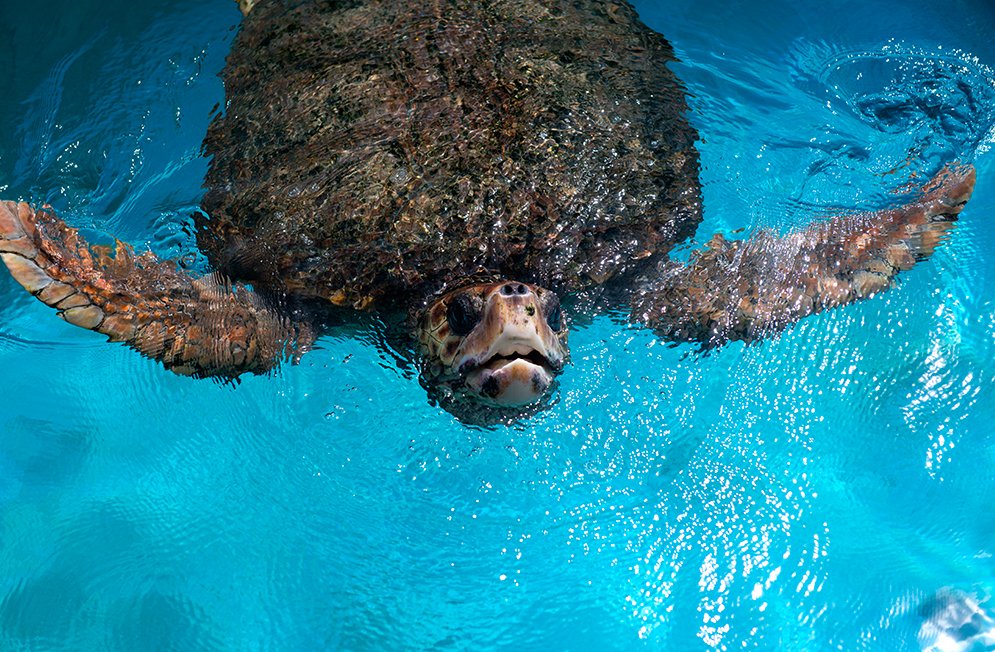  tartaruga marinha - Rebio de Comboios e APA Costa das Algas