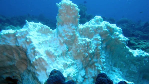 corais ameaçados, foto do branqueamento de corais