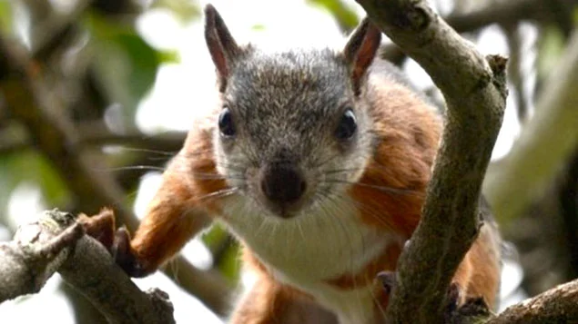 Costa Rica fechará zoológicos, imagem de esquilo em árvore