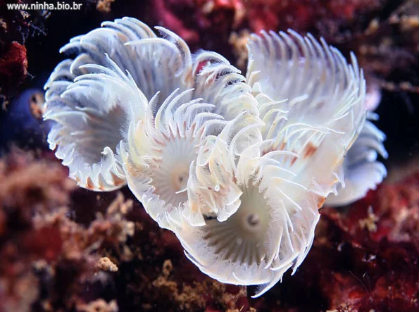 corais ameaçados, foto de um coral