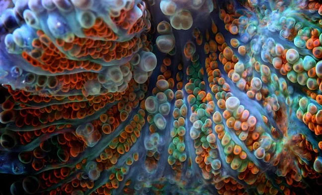 Corais ameaçados, foto de coral colorido