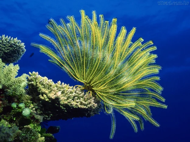 corais ameaçados, foto de um coral amarelo