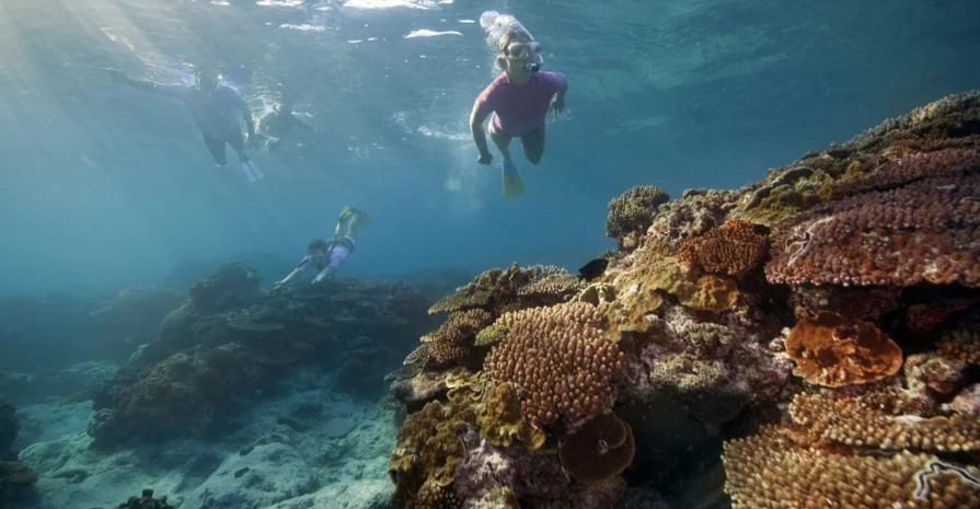 Corais ameaçados, foto de turistas mergulhando entre corais