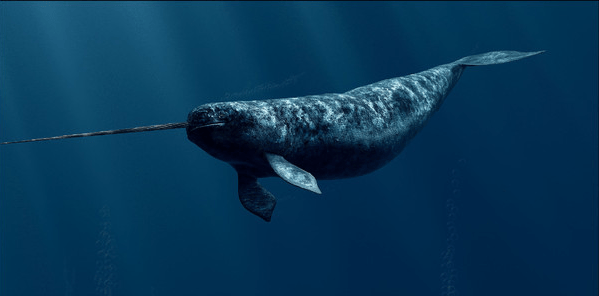  imagem da baleia narval