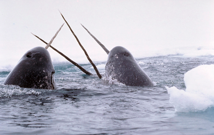  imagem de baleia narval