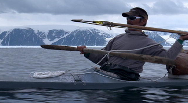  foto de caçador de baleia narval