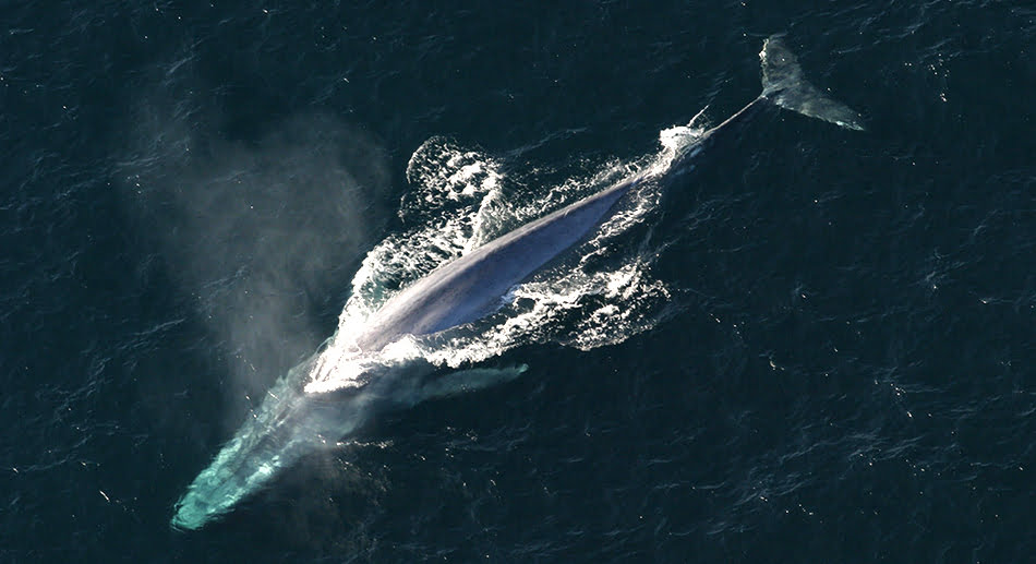Baleia azul, boa notícia, imagem de uma baleia azul
