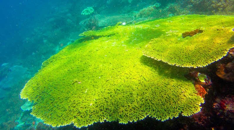 Corais de Raja Ampat: show da natureza, imagem de corais