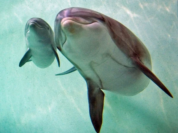 Golfinhos, bonitinhos mas ordinários, imagem de golfinhos