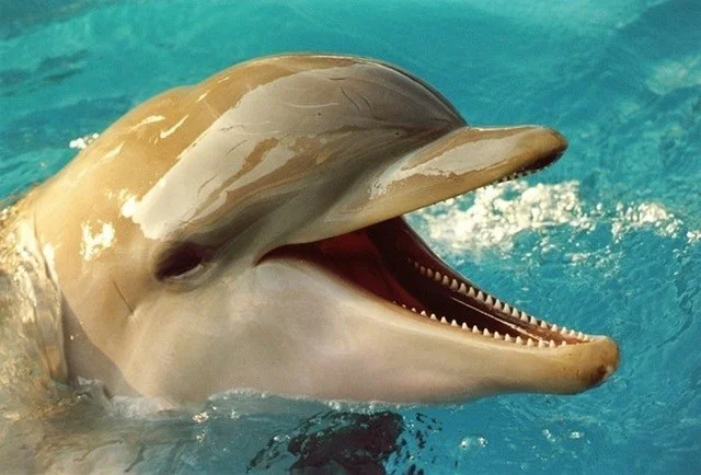 Golfinhos, bonitinhos mas ordinários, imagem de golfinho 