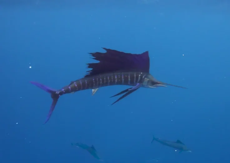 Sailfish, predador sofisticado, imagem de um sailfish