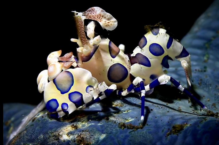 Criaturas marinhas inimagináveis, imagem de criatura marinha desconhecida