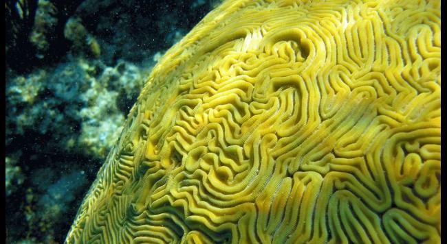 dez corais mais fantásticos, imagem da Barreira de Coral Andros