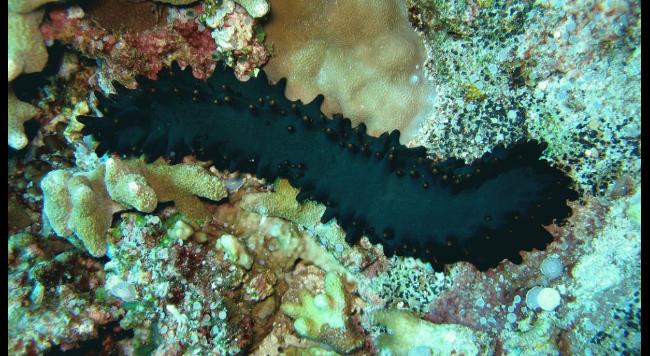 dez corais mais fantásticos, imagens dos recifes -apo