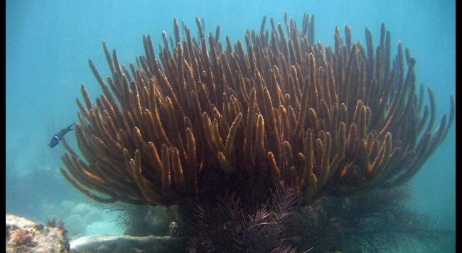 dez corais mais fantásticos, imagem da Barreira de coral em Florida Keys