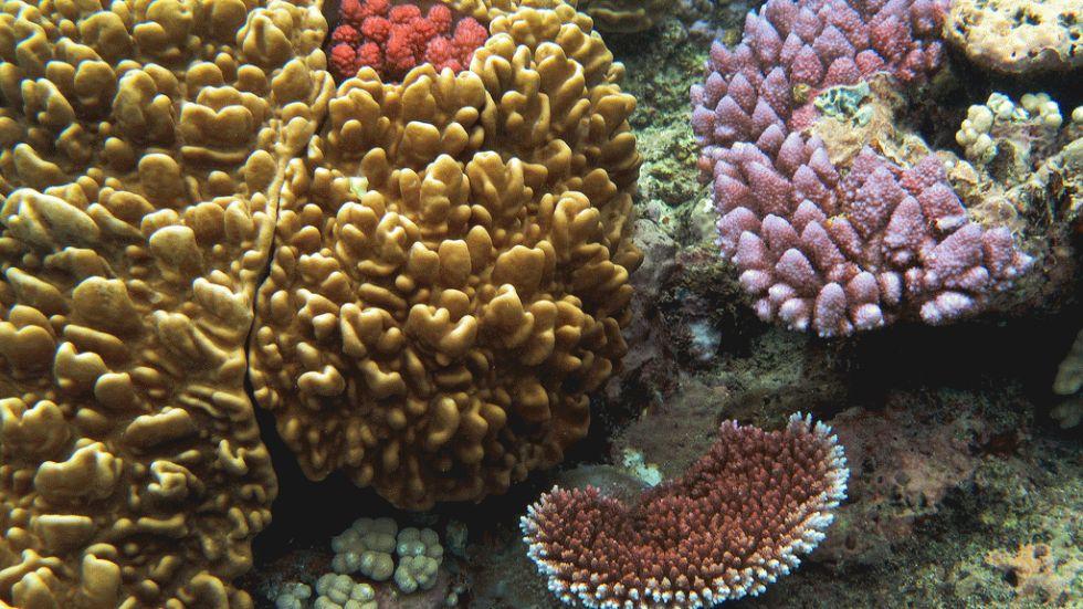 dez corais mais fantásticos, imagem dos recifes da grande barreira de corais