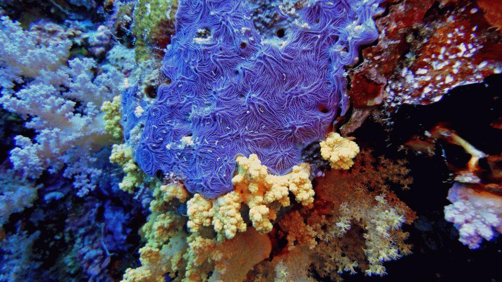 dez corais mais fantásticos, imagem dos recifes de maldivas