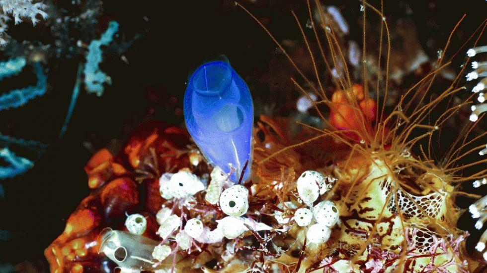 dez corais mais fantásticos, imagem de recifes raja-ampat-