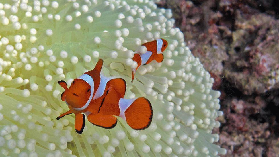 dez corais mais fantásticos, imagem dos recifes raja-ampat