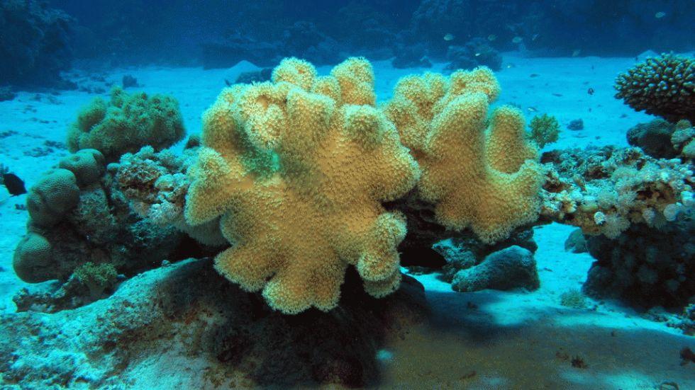 dez corais mais fantásticos, imagens de corais do mar vermelho 