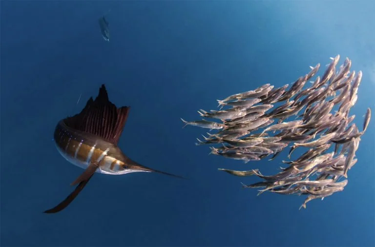 Imagem de sailfish