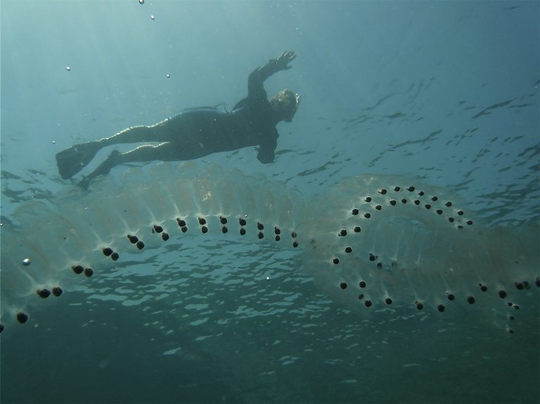 imagem de mergulhador e peixe transparente
