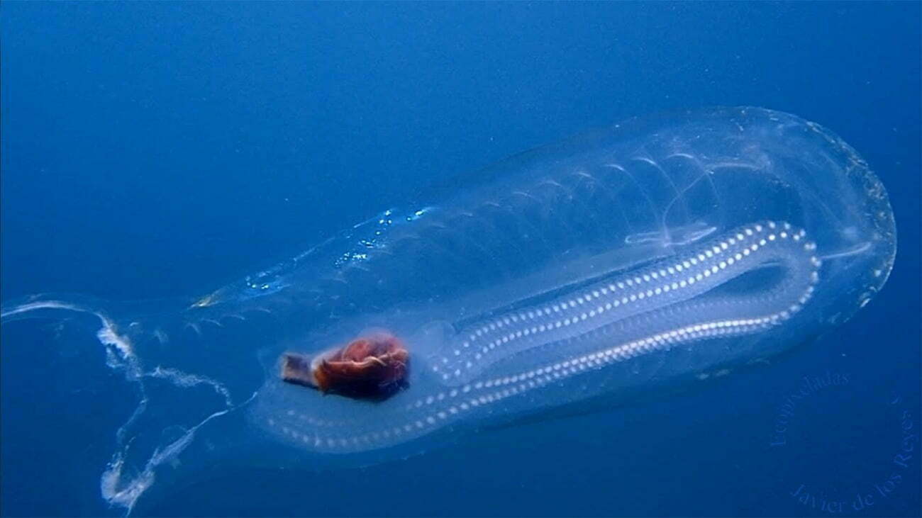 imagem de salpa, o peixe transparente