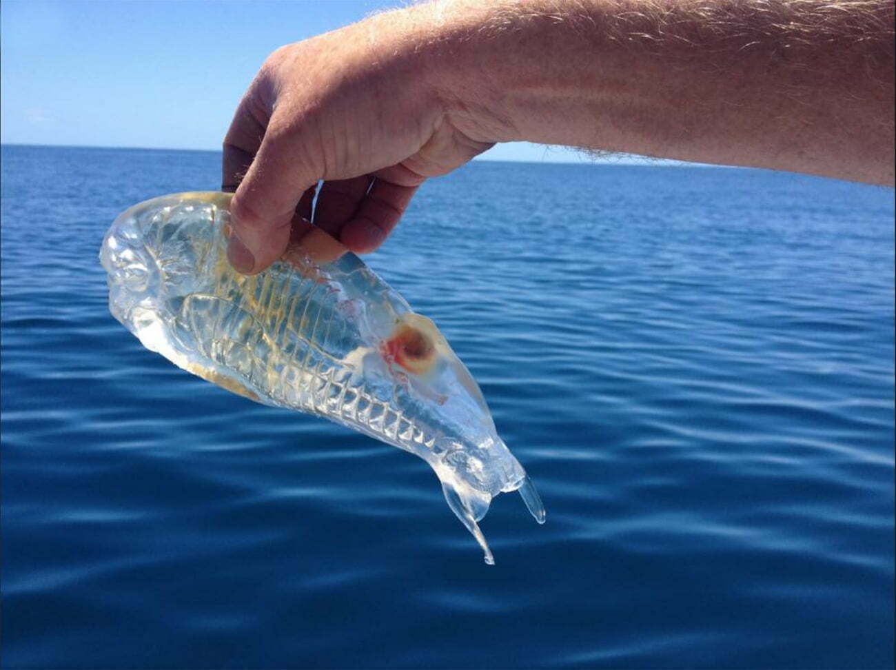 imagem de salpa ou peixe transparente