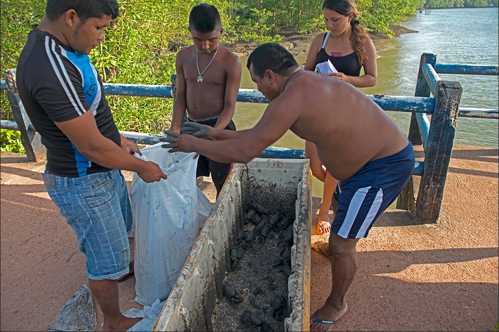 Pesca artesanal: sustentável, ou falácia?, imagem de pescadores embalando caranguejos