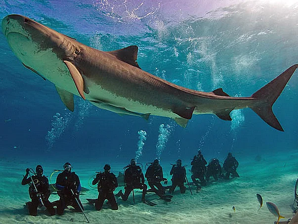 Santuário para tubarões, imagem de mergulhadores observando tubarões