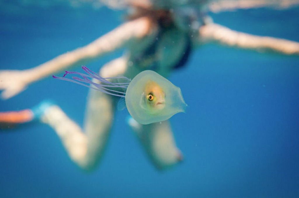 Peixe dentro de água- viva, imagem de Peixe dentro de água- viva