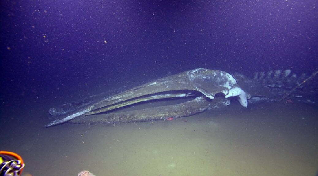 baleia após a morte, imagem de baleia morta