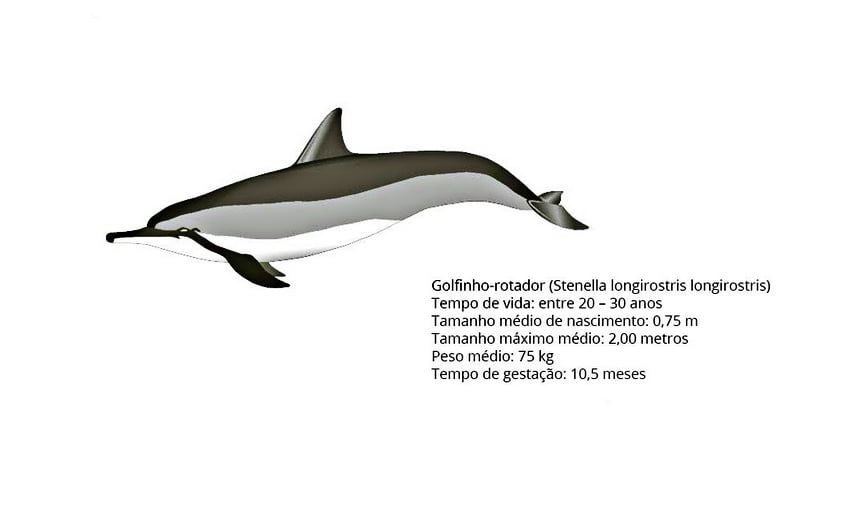 Projeto Golfinho Rotador, imagem de um desenho de um golfinho rogador
