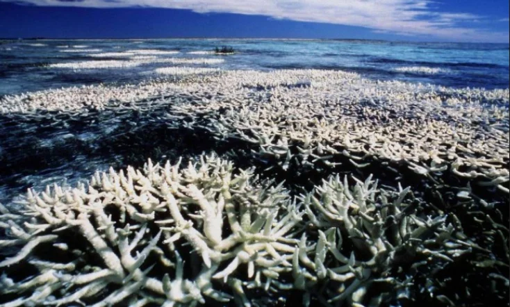 Mudanças climáticas, perdemos a guerra?, imagem de corais mortos