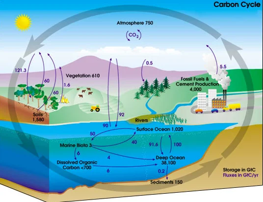 Oceanos, saúde no limite, imagem de ilustração mostrando o ciclo do carbono