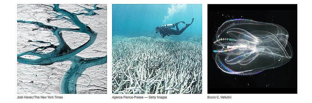  imagem de corais brenqueados