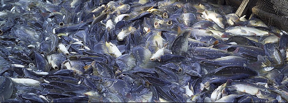 Subsídios à pesca no mundo: insustentáveis, imagem de peixes na rede