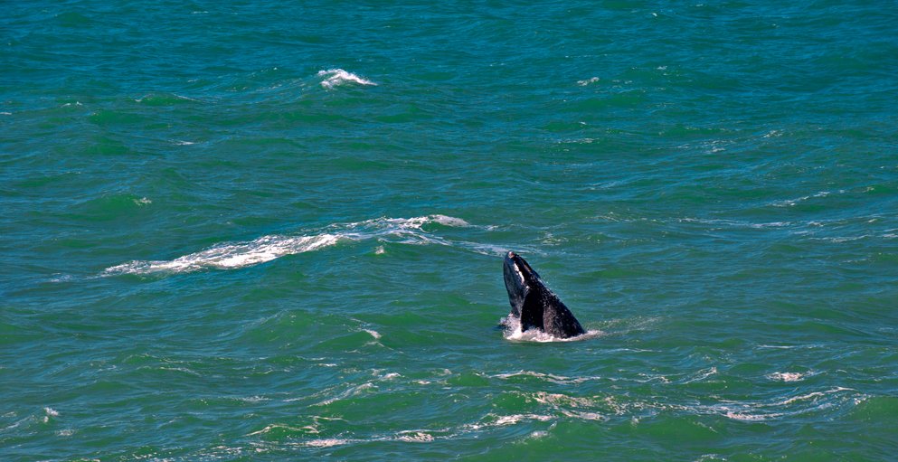 Ecoturismo Marinho, imagem de cabeca-de-baleia-franca