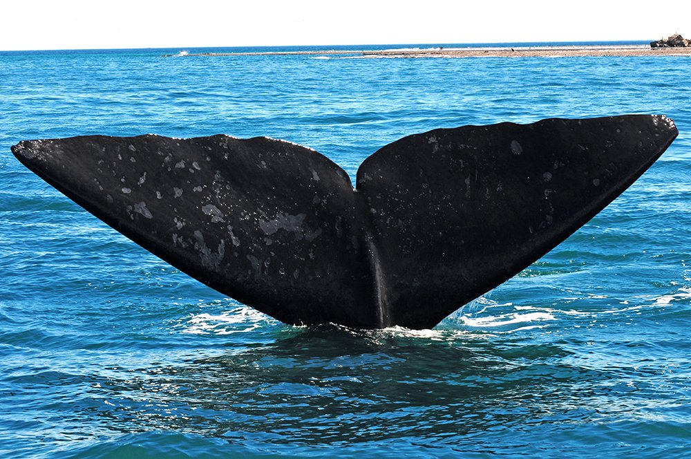 Ongs pedem ao Congresso, imagem da cura de baleia franca