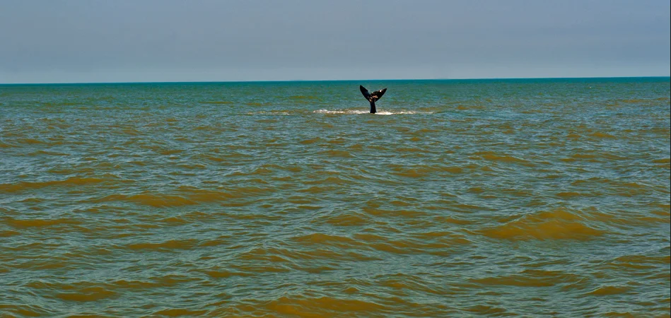 Ecoturismo Marinho, imagem de cauda-de-baleia-franca