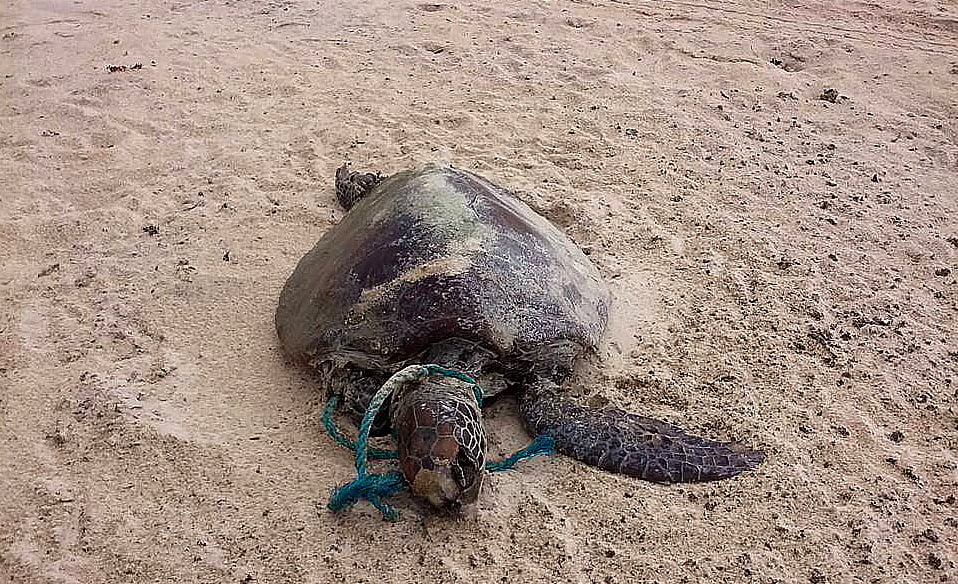 Praias do Rio Grande do Norte, imagem de tartaruga morta com corda enrolada no pescoço