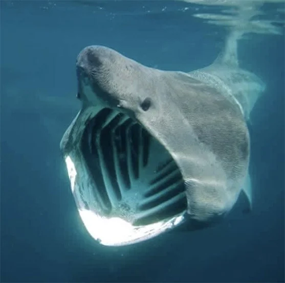 imagem de tubarão-elefante