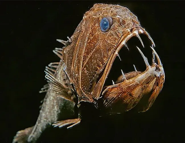 Fangtooth Fish, ou Peixe-dente-de-presa.