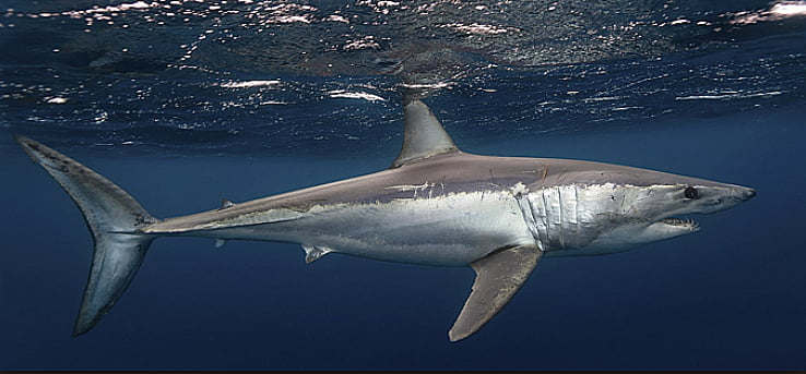 Matança de tubarões, image de tubarão mako no mar