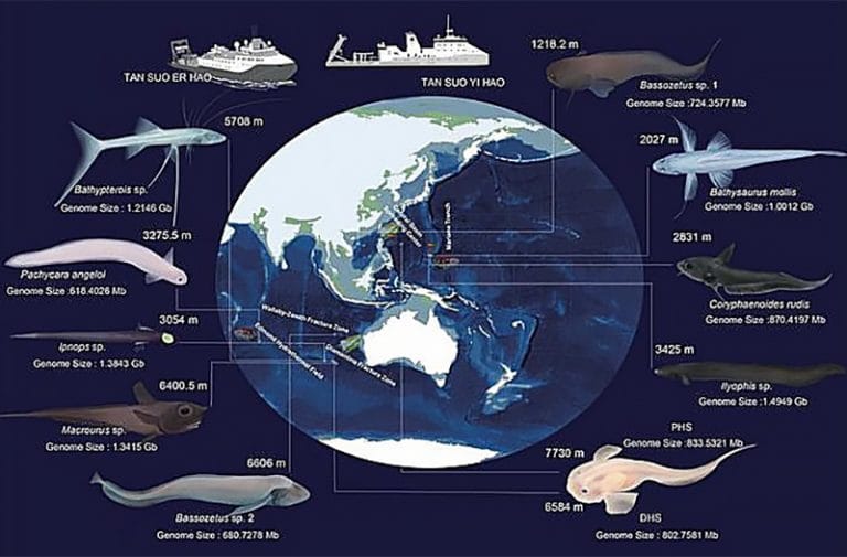 Novas descobertas de criaturas marinhas na zona hadal 