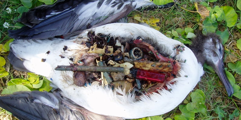 mares e oceanos mais poluídos, imagem do estômago de ave-marinha-contaminada-arocha-org