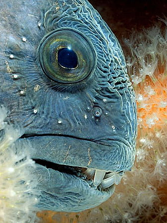 Criaturas marinhas bizarras, imagem de Criaturas marinhas bizarras