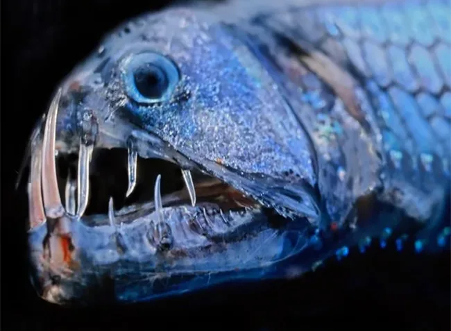 Viperfish do Pacífico